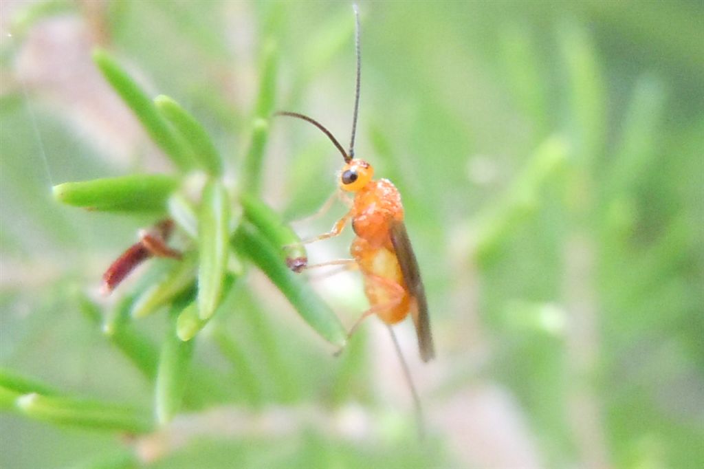 Tenthredinidae? No.  Braconide